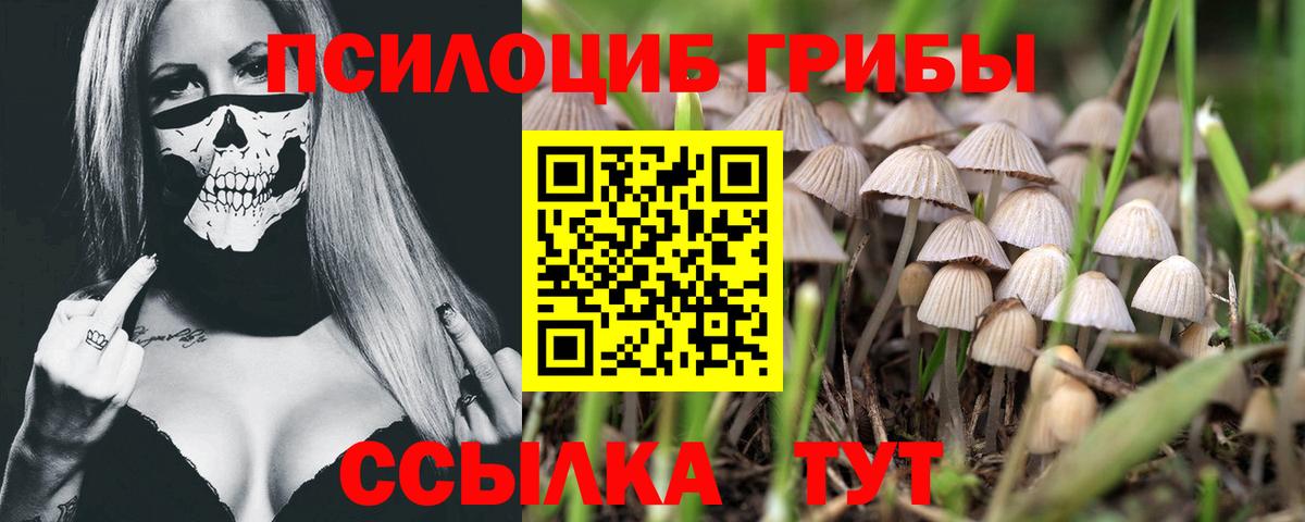 Псилоцибиновые грибы Magic Shrooms  Псилоцибиновые грибы мицелий  цены наркотик  Вход с VPN  Заволжье 